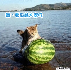 小猫送西瓜